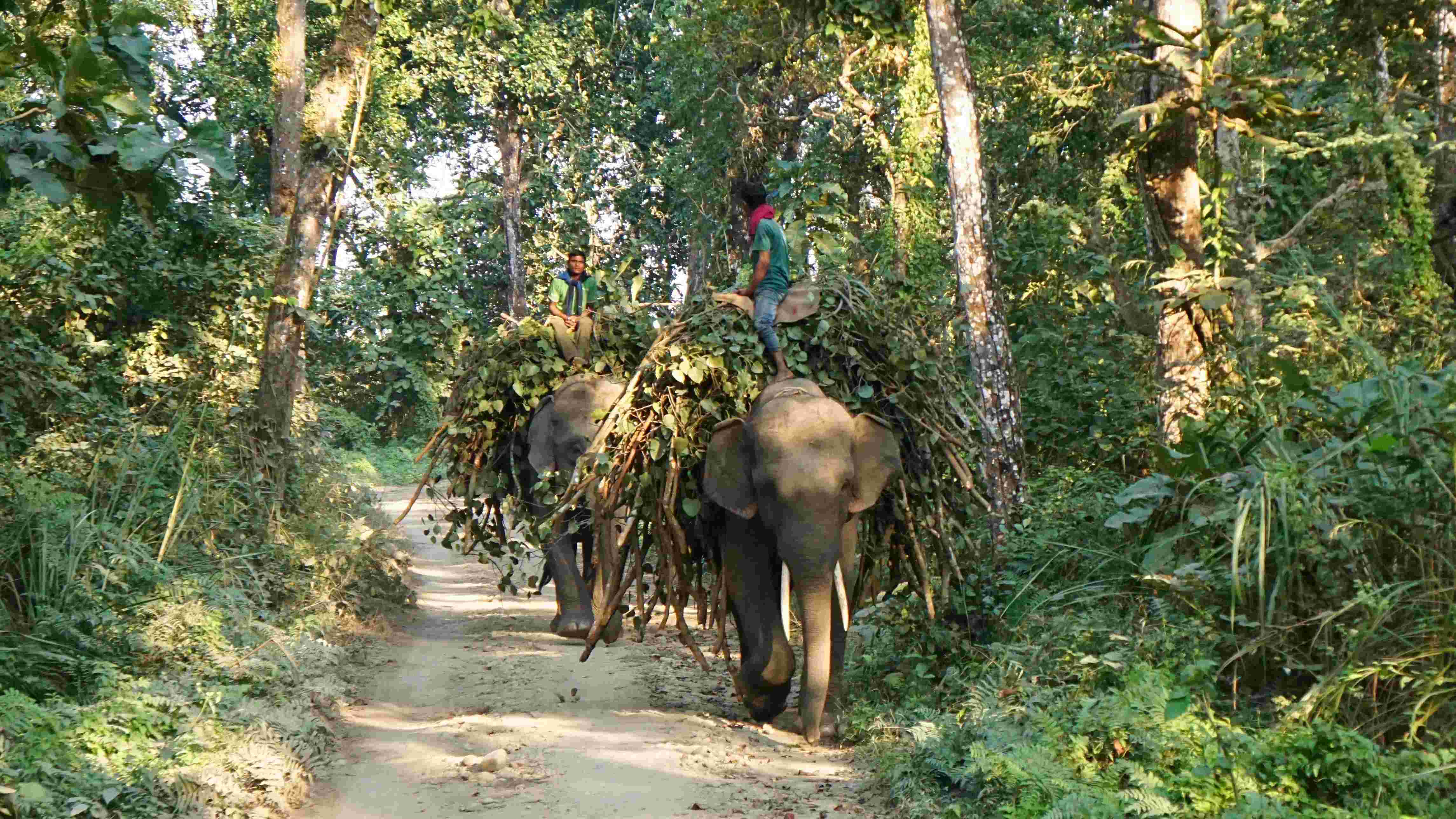 Elephant with fodder at Chitwan National Park, taken by Go The Himalaya Treks