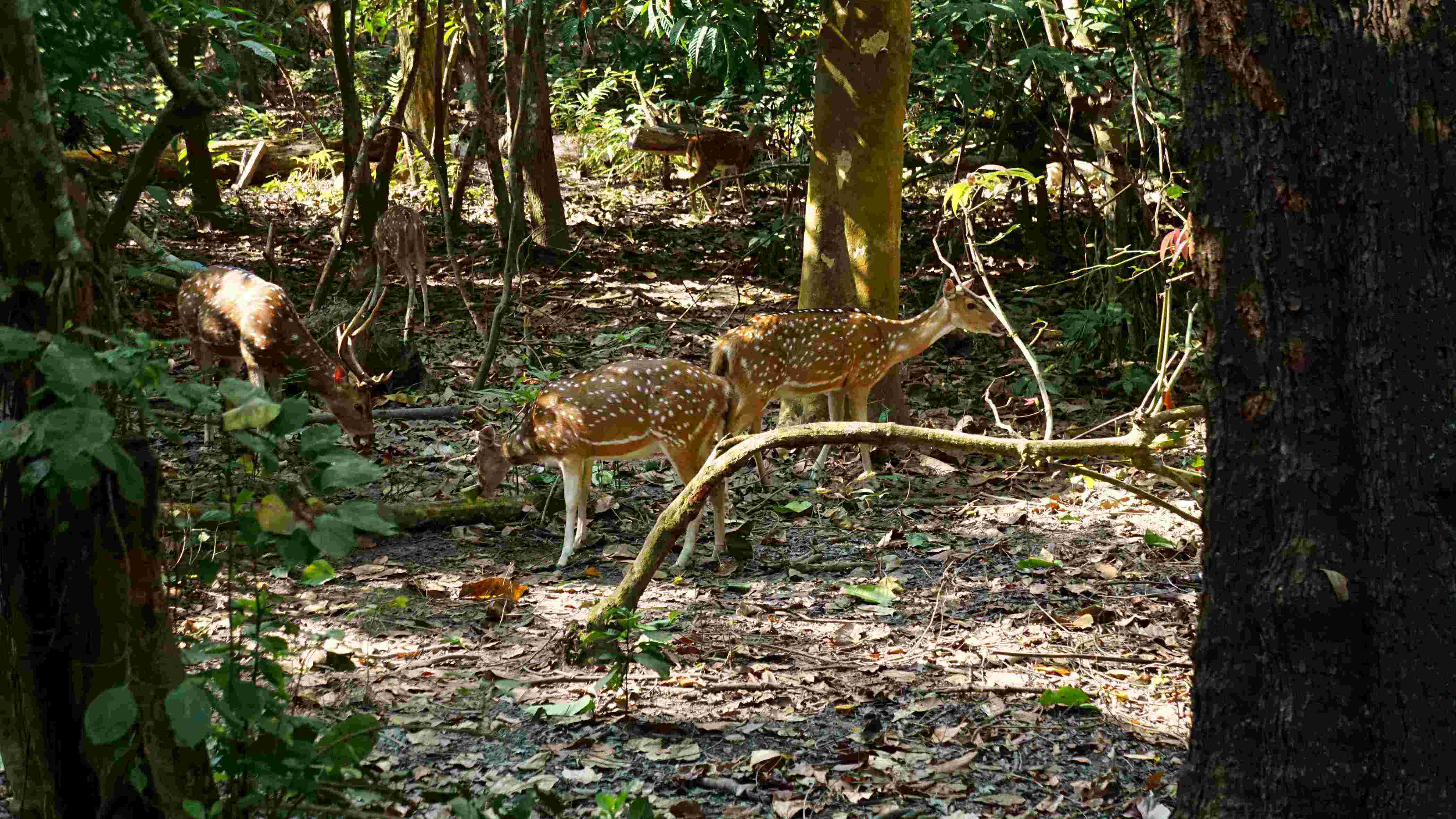 Spotted deer in Chitwan National Park photo by gothehimalaya Treks