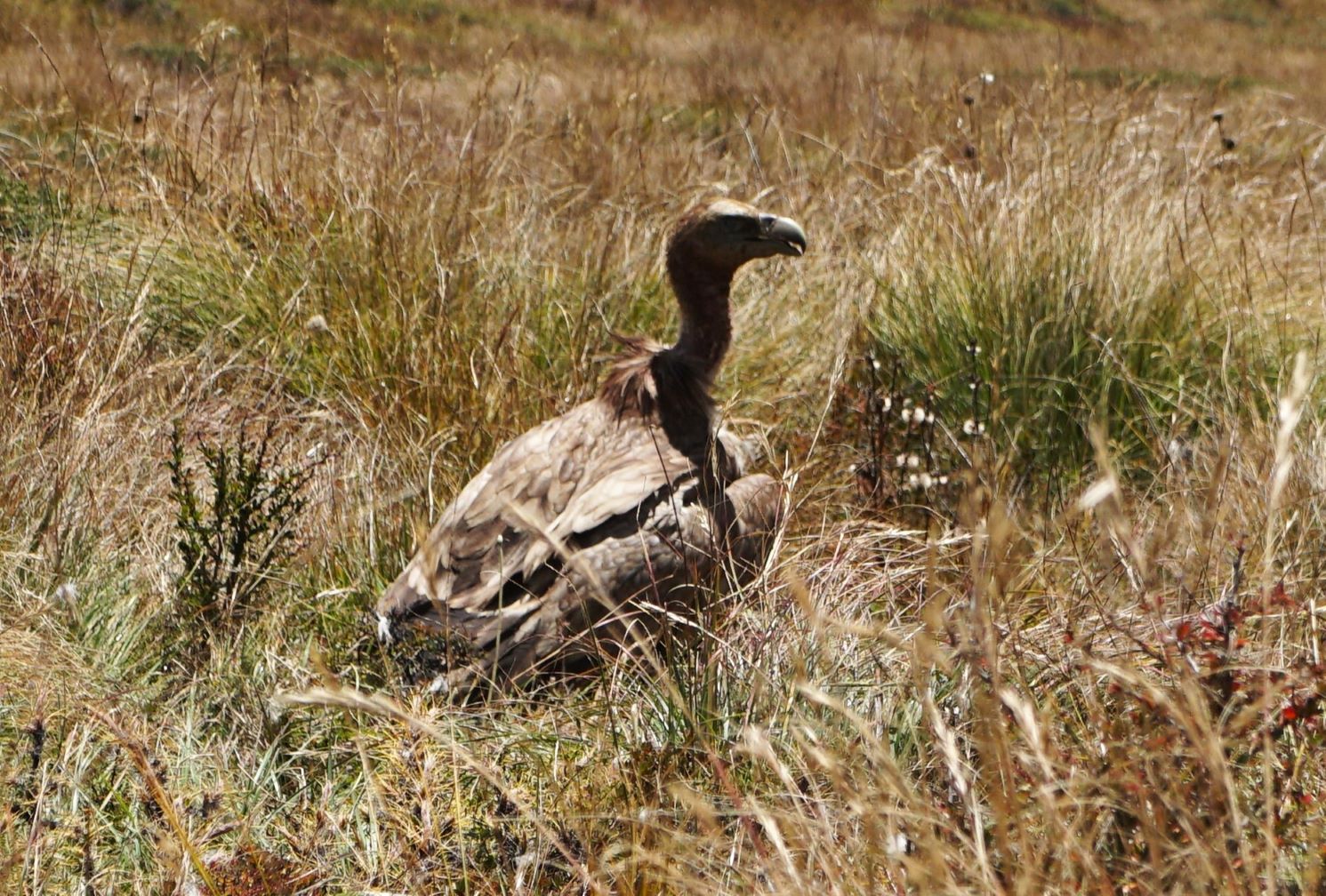 Vulture at Tilicho BaseCamp , photo capture by Go The Himalaya team, Annapurna Circuit trek